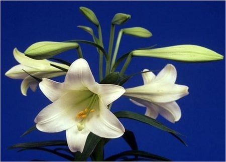 Azucenas - flower, nature, blue, lily