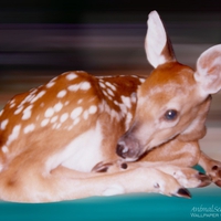 Snoozing Fawn