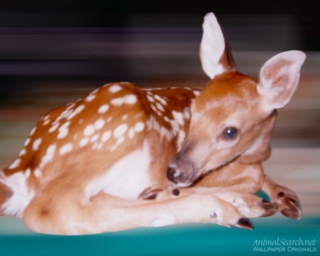 Snoozing Fawn - sleepy animals, nature, deer, bucks, baby deer, animals