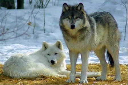 Leaders of the pack - winter, wolves, white, pair, cold, leaders, black and brown, wild, snow