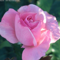 A BEAUTIFUL PINK ROSE FOR JACKII