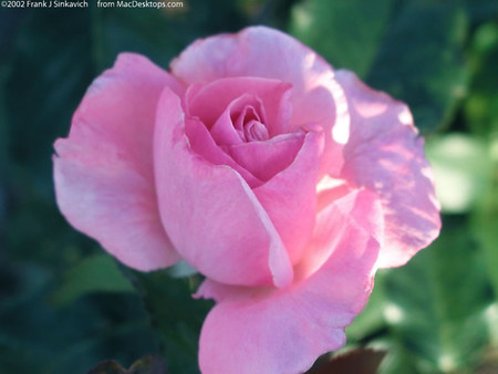 A BEAUTIFUL PINK ROSE FOR JACKII