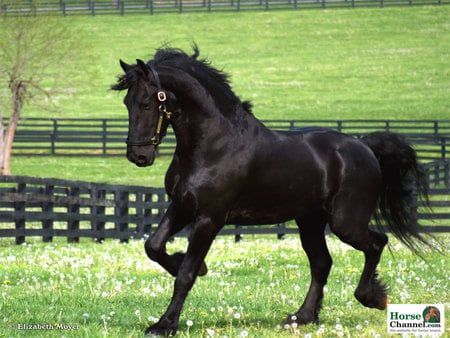 The Friesian - donkies, black horses, grass, friesians, baby horses, nature, horses, white horses, brown horses, animals