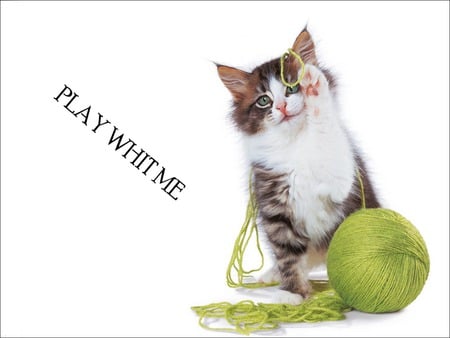 Play with me!! - animal, kitten, cat, sweet, feline