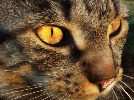 Golden eyes - animal, kitten, cat, sweet, feline