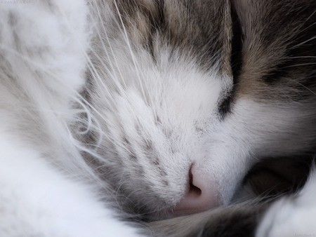 The cat is sleeping - animal, kitten, cat, sweet, feline, sleep