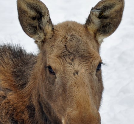 Here's Looking at you - animal, nature, moose, calf, animals, wildlife