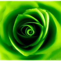 Green rose