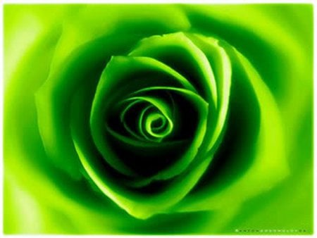 Green rose - flower, neon, rose, petal, green