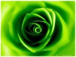 Green rose