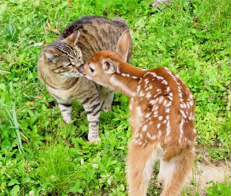 exploring - fawn, exploring, nice, cat, animals