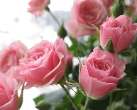 Pink flowers - flowers, roses, rose, fresh flowers, beauty, morning, flower, pink