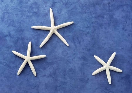 Starfish - starfish, white, blue, photography