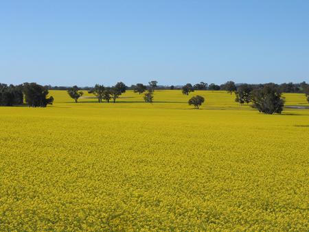 Canola crop - trees, crop, photo, canola, nature, picture, field, wall, wallpaper