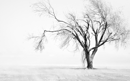 Deserted - storm, dust, nature, beautiful, fields, tree, rural