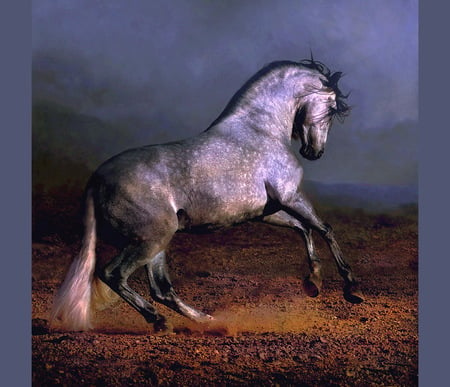 Arabian dance - clouds, rearing, dappled grey, beauty, staalion, horse