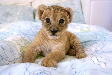 Lily - one month old - young, cub, one month, lion, lily