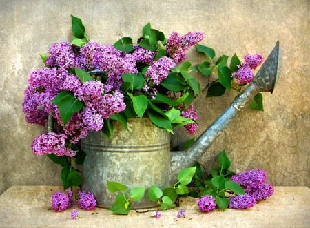 Watering can - flowers, metal, purple, lilacs, green leaves, watering can