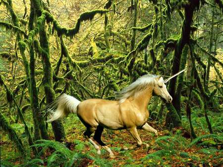 unicorn-comp-065 - trees, fantasy, ferns, forest, unicorn, other