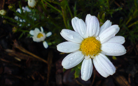 My Daisy - white, nature, white flowers, beautiful, flowers, daisy