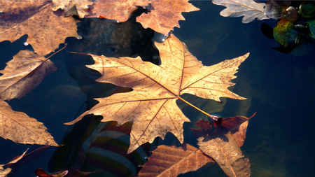 Leafs On Water - nature, autumn, leafs, photography, beautiful, water, leaves, leaf