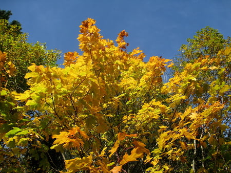 Yellow Autumn - sky, colour, trees, yellow