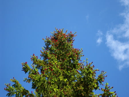 Christmas in Summer - sky, red, green, spruce, tree