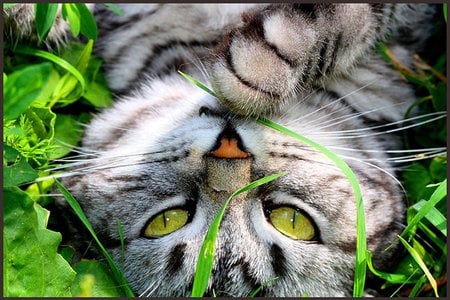 Green eye cat on green