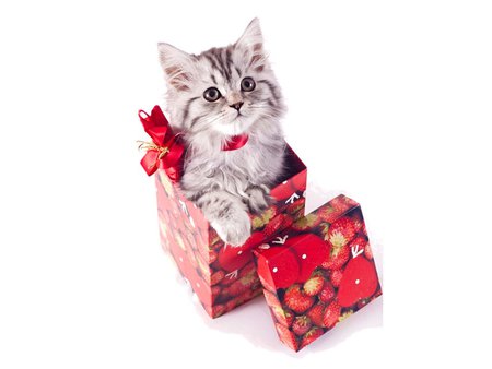 I am your christmas gift! - christmas, animal, holiday, kitten, feline, gift, sweet, cat