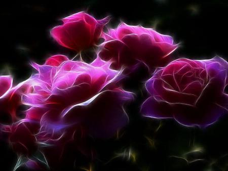 Roses - roses, flower, pink, dark