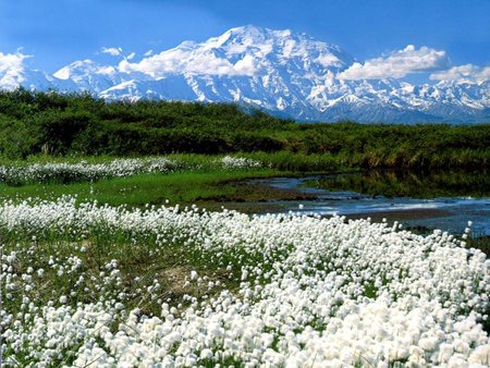 Alaska flower field