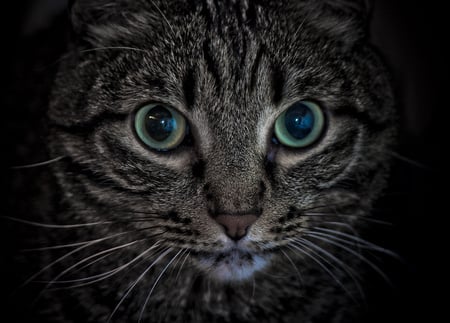 Cat Tikhon - black, green eyes, photo, cat