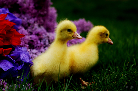 Ducks - ducks, flowers, grass, animals