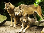 Wolves