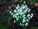 White flowers