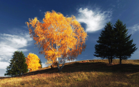 Trees - nature, sky, forests, trees