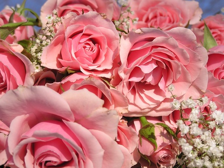 Pink flowers - nature, flowers, roses, pink