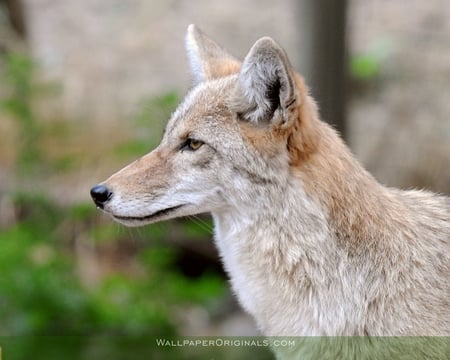 The Canine King!!!! - nature, wolves, animals, coyote, dogs, baby animals, wolf pups