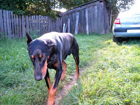 The Sad Doberman - animals, dogs, nature, doberman, sad animals