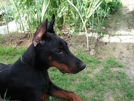 The Stare - coyote, dobermans, nature, dogs, doberman puppies, animals, wolves