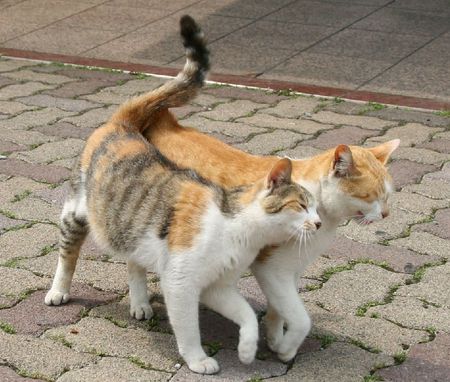 time for love - cats, tender, love, couple