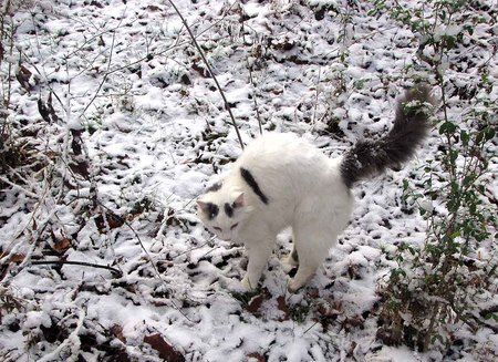 surprise - nature, cat, surprise, snow