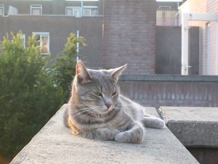 relaxing cat - edge, fence, relaxing, cat