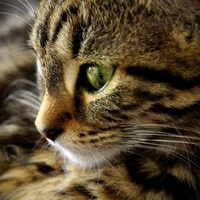 Sweet Kitty