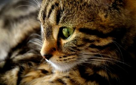 Sweet Kitty - pretty, cat face, eyes, eye, green eyes, kitten, cats, beautiful, photography, beauty, lovely, sweet, cat, green, cute, adorable, animals, kitty