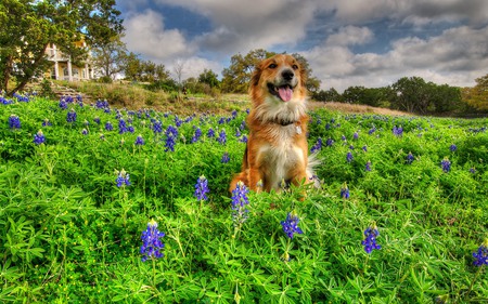 Adorable - pretty, eyes, landscape, dog, grass, dog face, flowers, dogs, view, puppy, houses, sky, clouds, house, trees, beautiful, beauty, puppies, colors, lovely, architecture, sweet, nature, green, cute, adorable, peaceful, animals