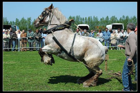 Belgium Draft Horse - belgium, draft, horse, big, strong