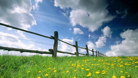 Beautiful Scenery - fields, dandelions, sky, fence, yellow flowers, wallpaper, nature, yellow, clouds, blue, beautiful, green, flowers, new