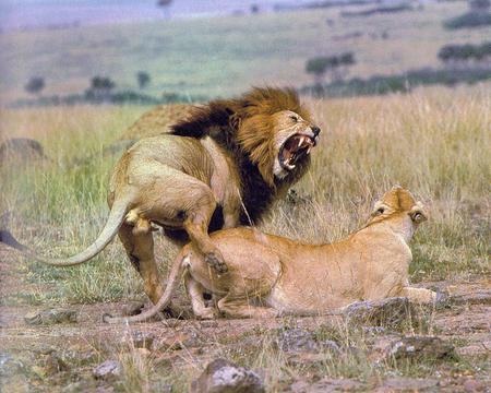 cramp !!!!!!!! - male, cramp, lion, mating, animals