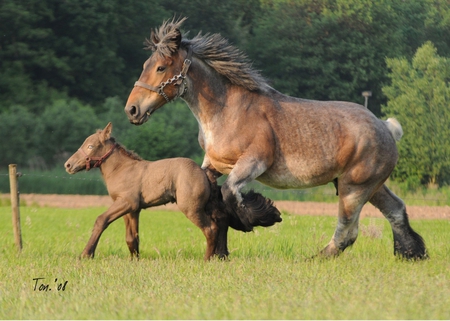 Draft horse - stronge, power, belgium, draft, horse